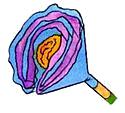 Tulipe