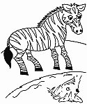Zèbre