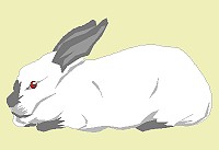 lapin